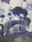 Laguna Eucalyptus